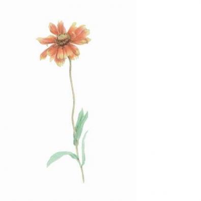 �������ǥ���������������κ��ʤǤ�