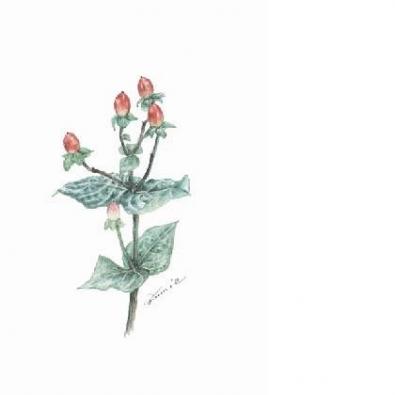 �ҥڥꥫ�ࡡ�����ڼ·ä���κ��ʤǤ�