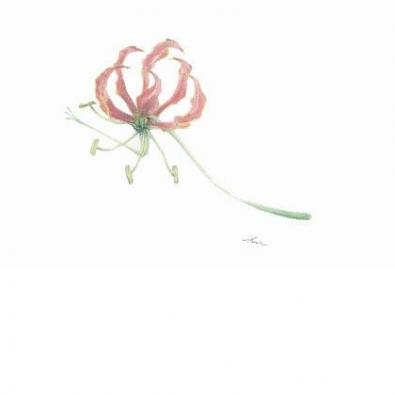 �����ꥪ����꡼������ƣ��Ϻ����κ��ʤǤ�