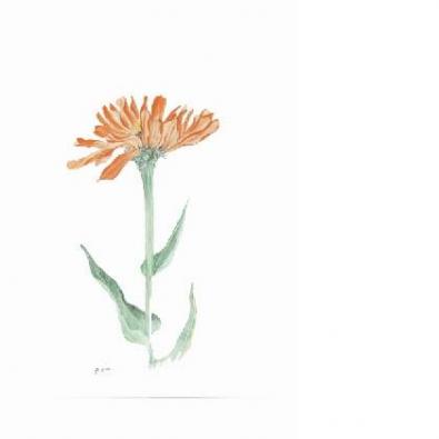 ���˥������塡���Ҥ���κ��ʤǤ�